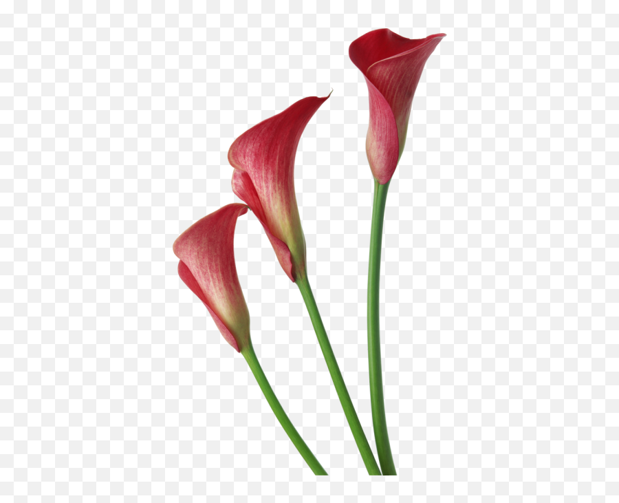 Flowers Png And Vectors For Free Download - Dlpngcom Calla Lily Transparent Background Emoji,Lily Flower Emoji
