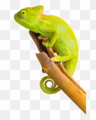 Chameleon Png Image - Ha Arabic Emoji
