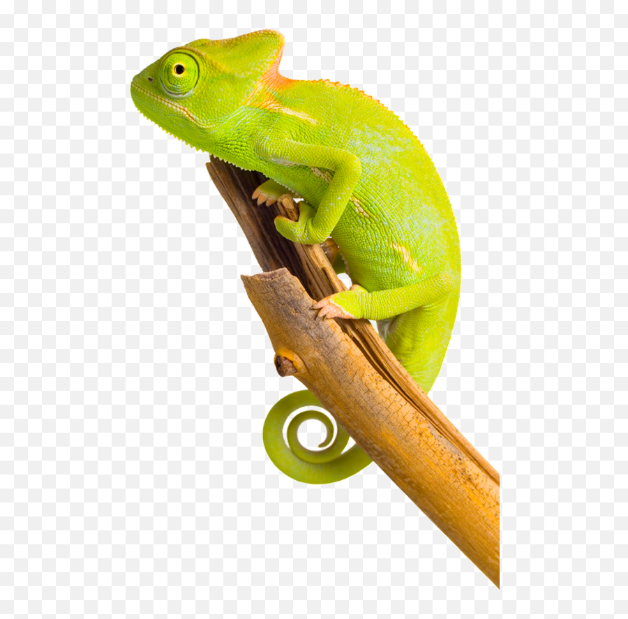 Chameleon Png Image - Ha Ha Ha Arabic Emoji,Lizard Emoticon