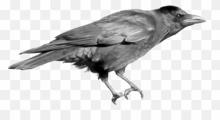 Crow Png Transparent Free Images - Transparent Background Crow Clipart Png Emoji,Raven Bird Emoji