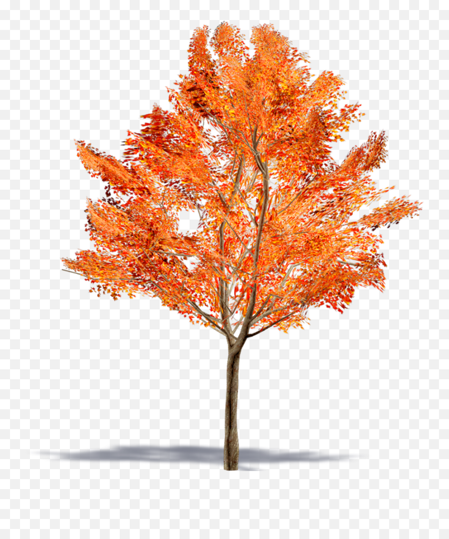 Amur Maple Tree Leaf Png U0026 Free Amur Maple Tree Leafpng - Anime Fall Tree Png Emoji,Maple Leaf Emoji