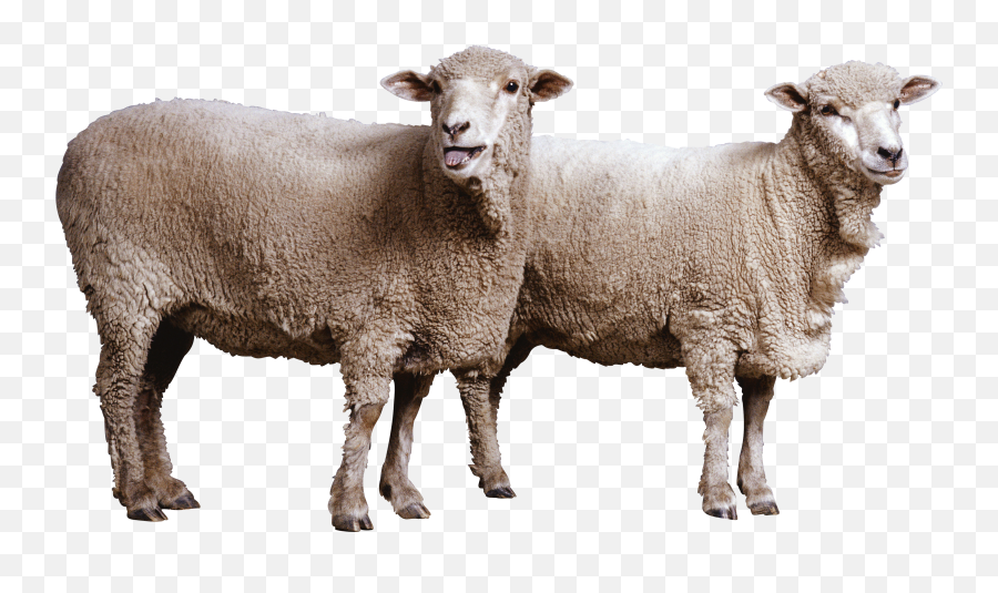 Old Sheep Png - Transparent Background Sheep Png Emoji,Lamb Emoji