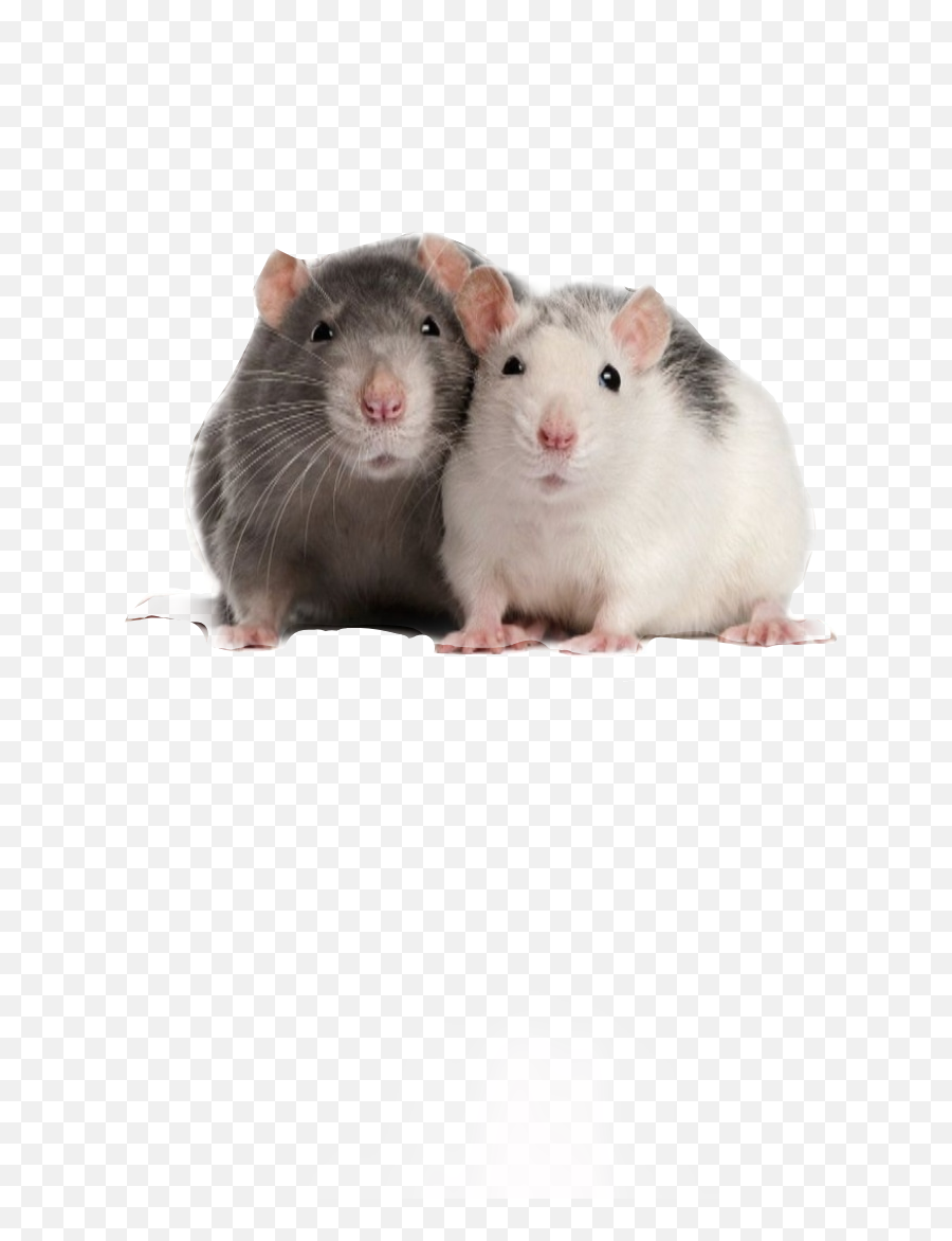 Mice Stickers - Two Fat Rats Emoji,Mice Emoji