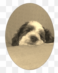 miosito dog puppy Sticker by roximiherofemi - Vulnerable Native Breeds Emoji