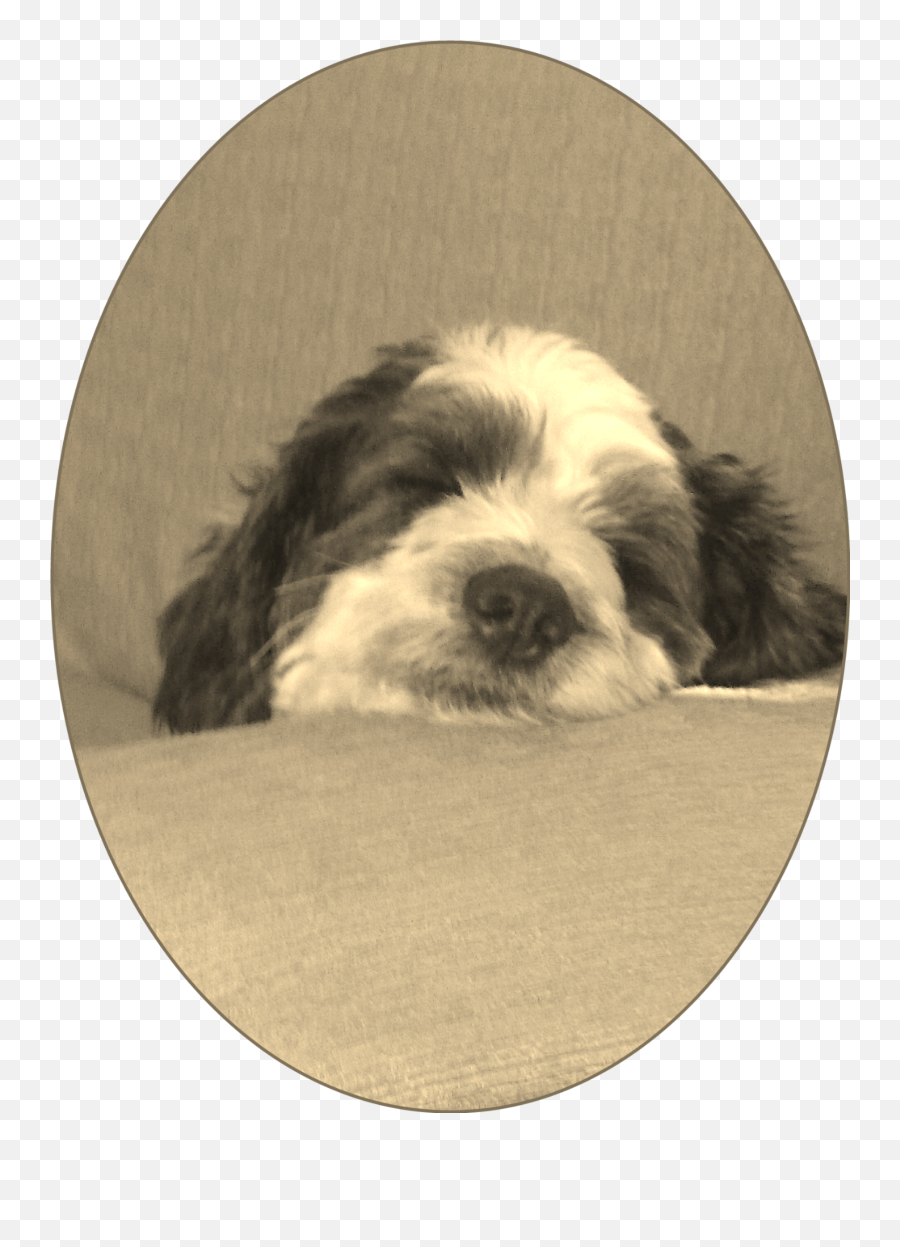 Miosito Dog Dog Puppy Pup Sticker By Roximiherofemi - Vulnerable Native Breeds Emoji,Pup Emoji