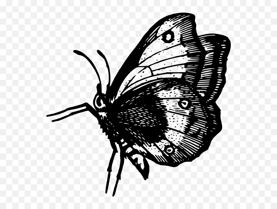 Butterfly In Flight - Butterfly Emoji,Butterfly Emoji