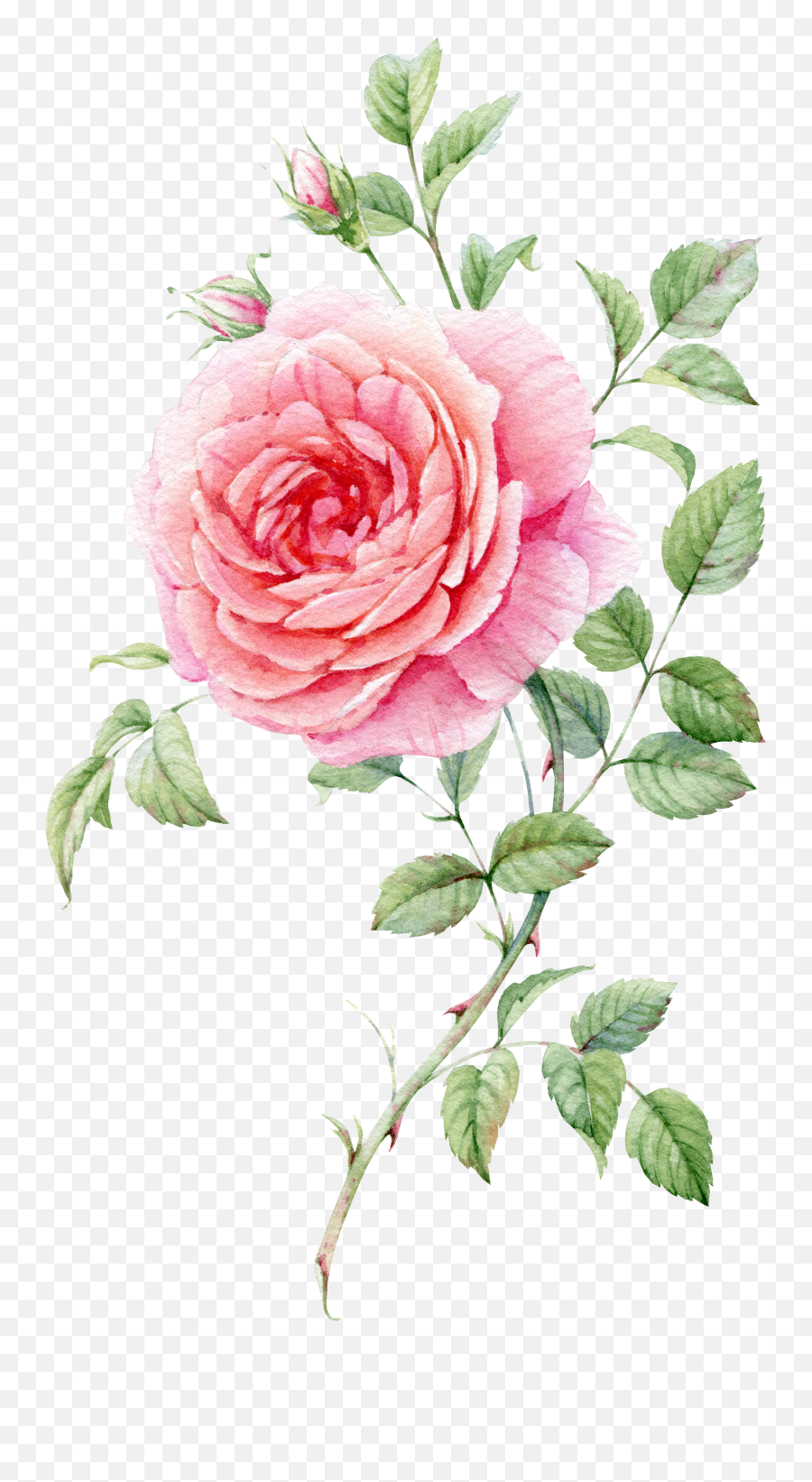 Download Pink Painted Life Watercolor Roses Still Painting - Watercolour Rose Png Emoji,Roses Emoticon