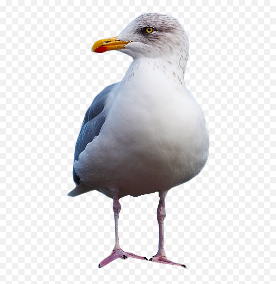 Seagull Clipart Standing - Png Transparent Background Seagull Png Emoji,Seagull Emoji