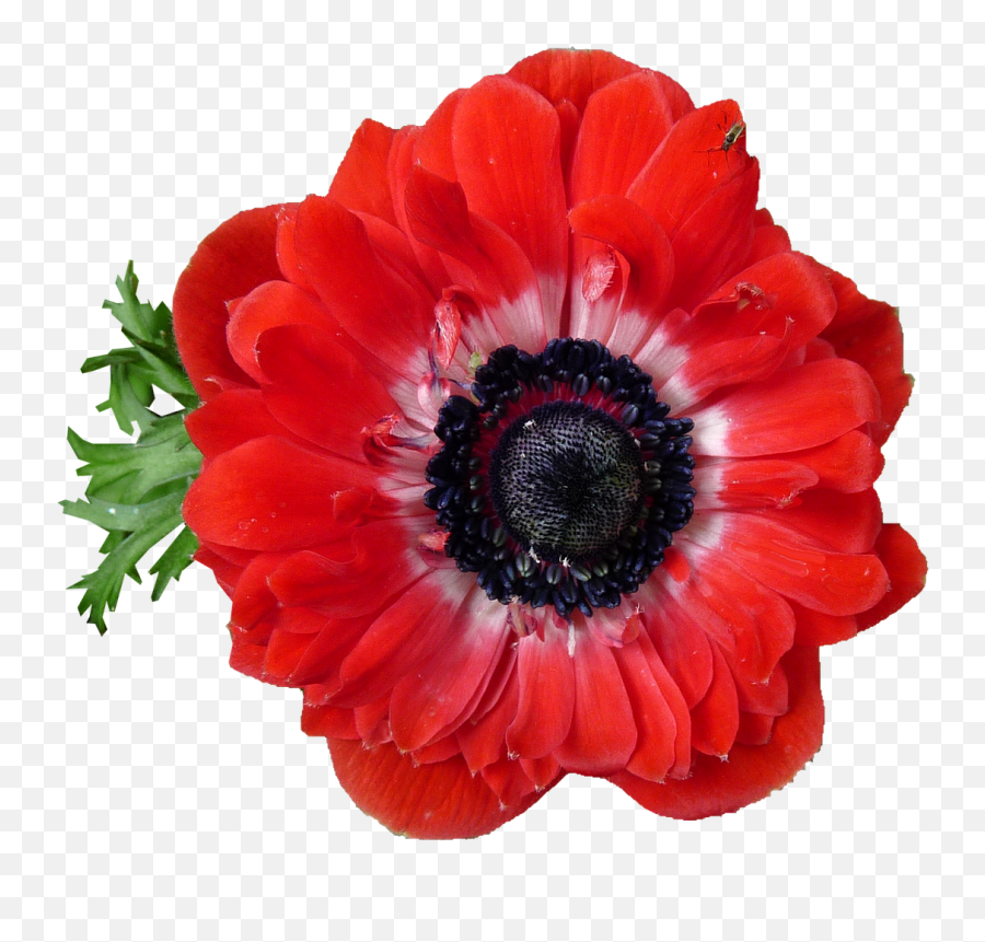 Library Of Free Download Flower Pictures Png Files - Anemone Emoji,Japanese Emoji Flower