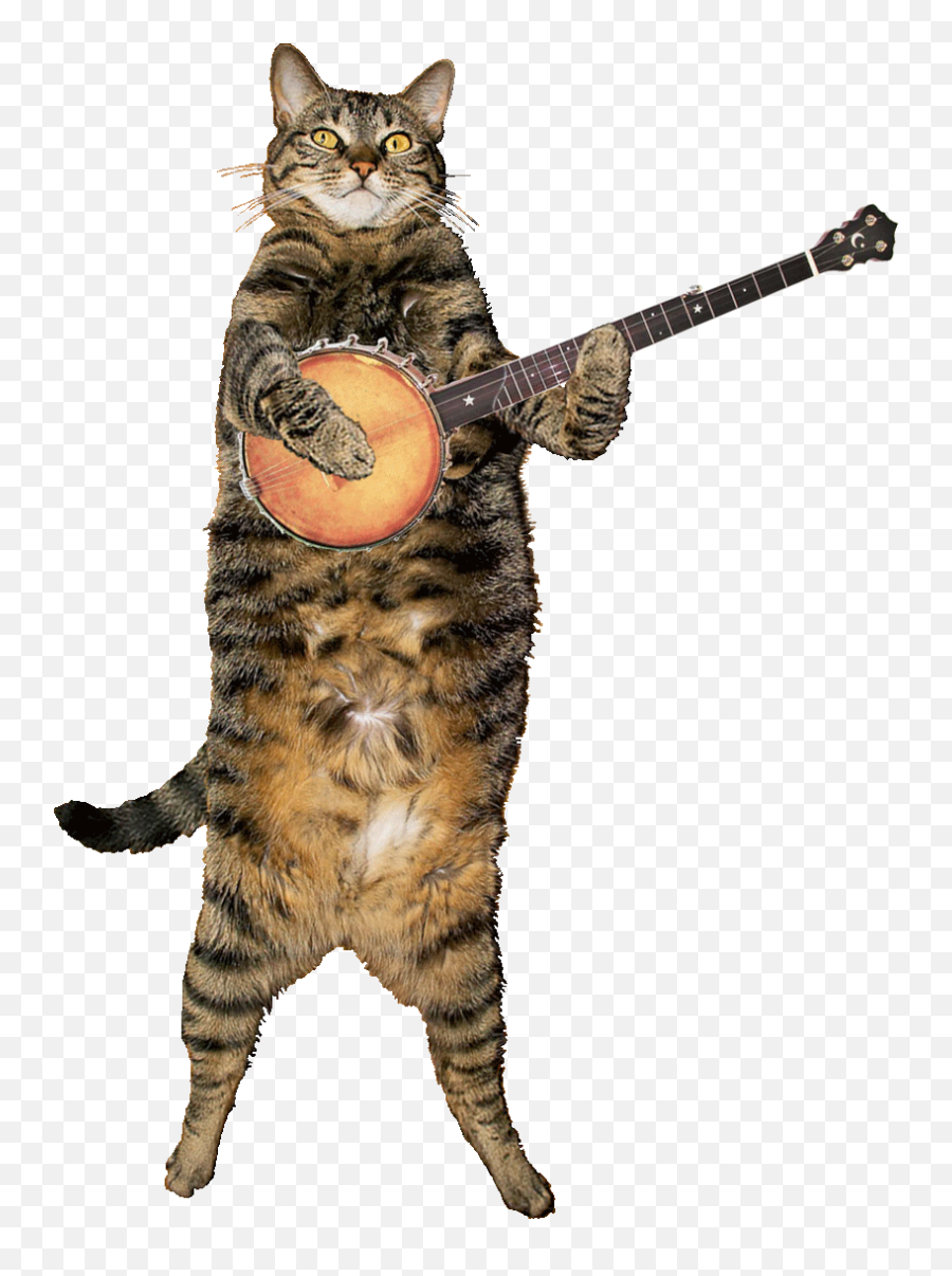 Top Wild Cats Stickers For Android - Cat Playing Banjo Gif Emoji,Cat Emoticons