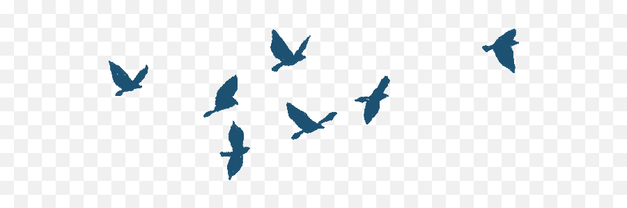 Domingo Con Pansy - Transparent Birds Flying Gif Emoji,7u7 Emoji