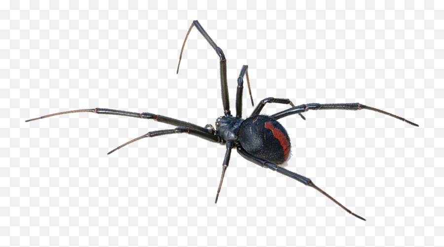 Australia Redback Spider Spider Bite - Black Widow Spider Emoji,Black Widow Emoji