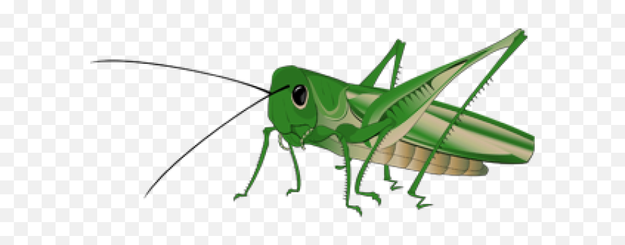 Drawing Insects Cricket Transparent Png Clipart Free - Grasshopper Transparent Emoji,Crickets Emoji