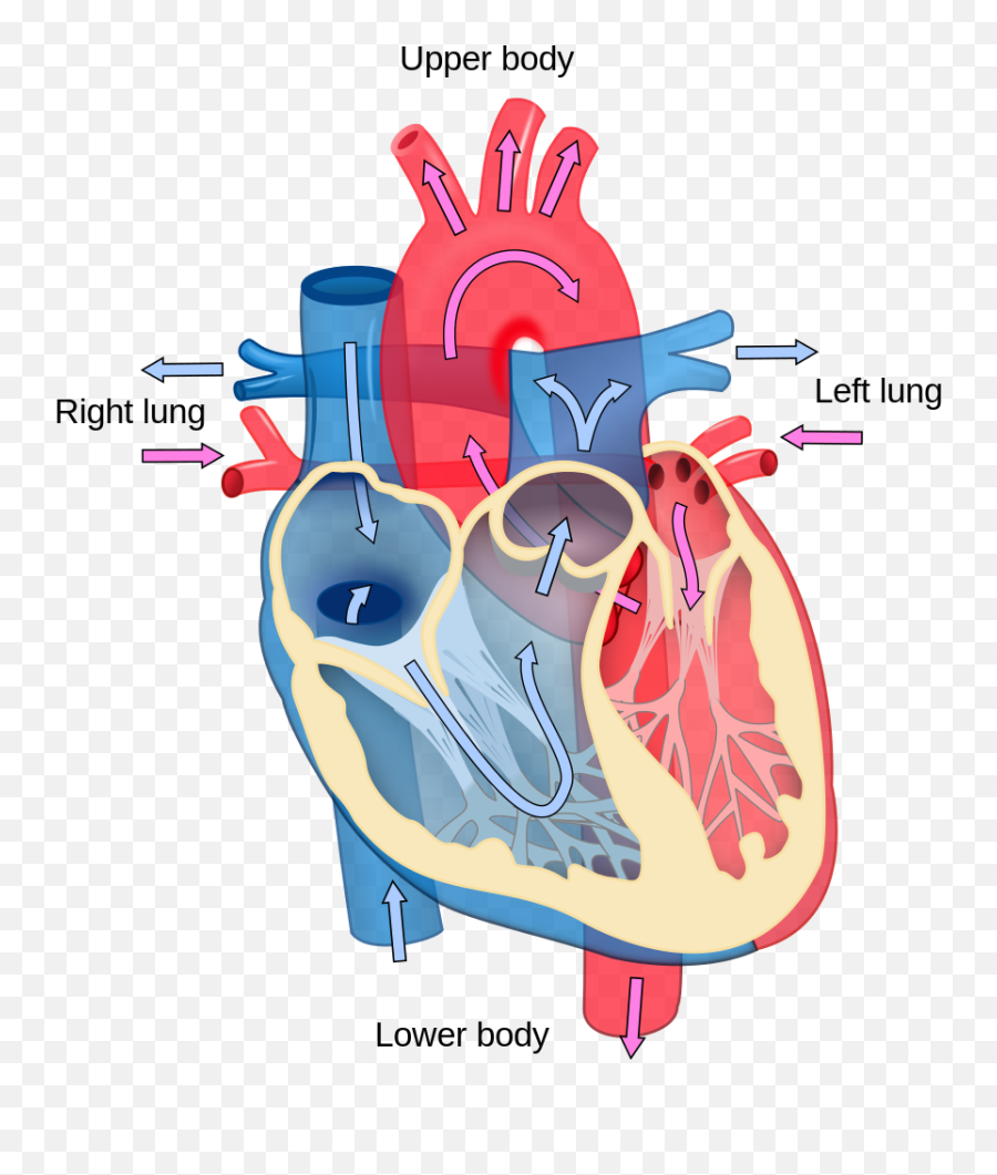 Heart Diagram Blood Flow En - Diagram Of Heart A Level Emoji,Heart Made From Emojis
