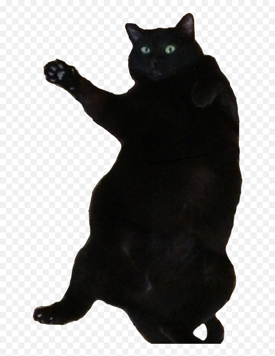 Fat Cat Transparent Png Clipart Free - Fat Black Domestic Shorthair Emoji,Dancing Cat Emoji
