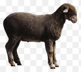 Transparency Sheep Png Picpng Emoji,Sheep Emoji