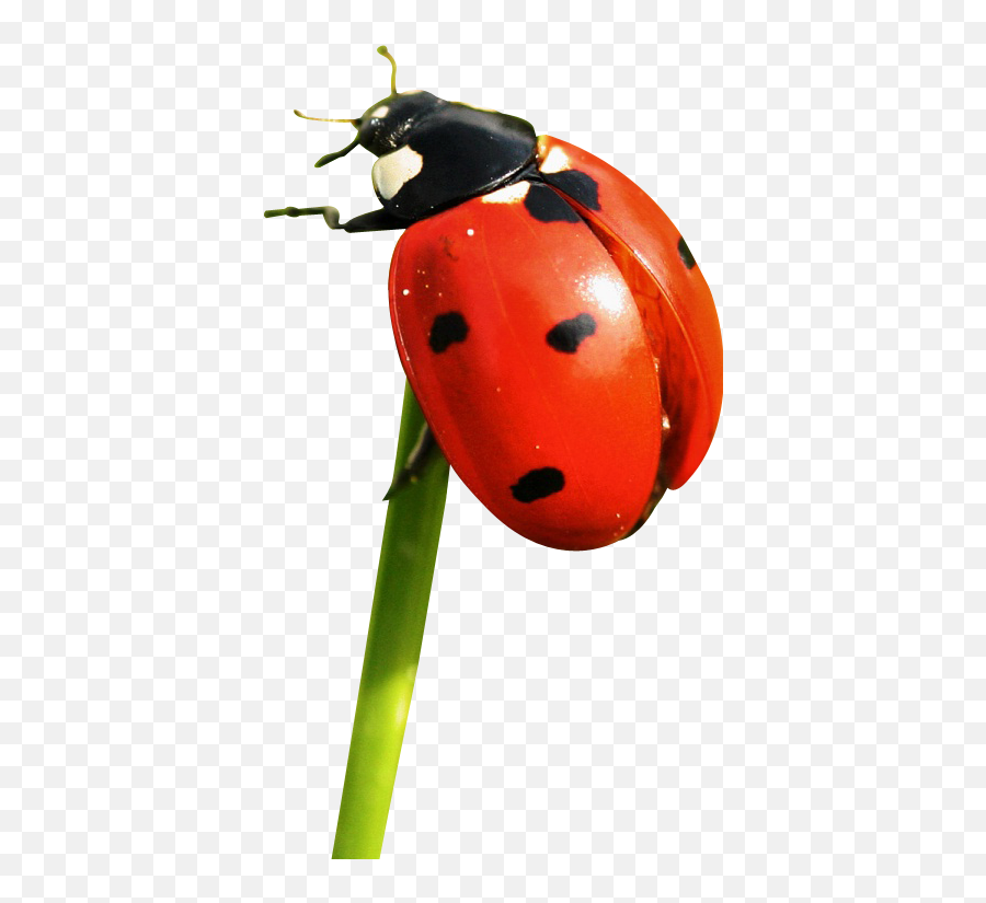 Scladybug Ladybug Lasybug Bug Bugs Sticker By Megb - Transparent Ladybird Png Emoji,Ladybug Emoji