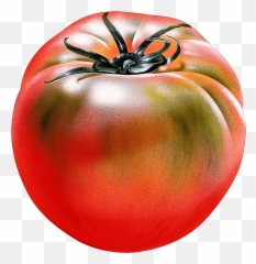 Download Tomato Png Image Hq Png Image Emoji,Tomato Emoji