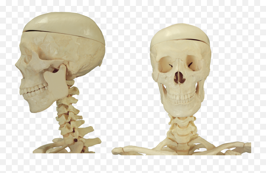 Skeleton Png - Human Body Emoji,Dead Inside Emoji