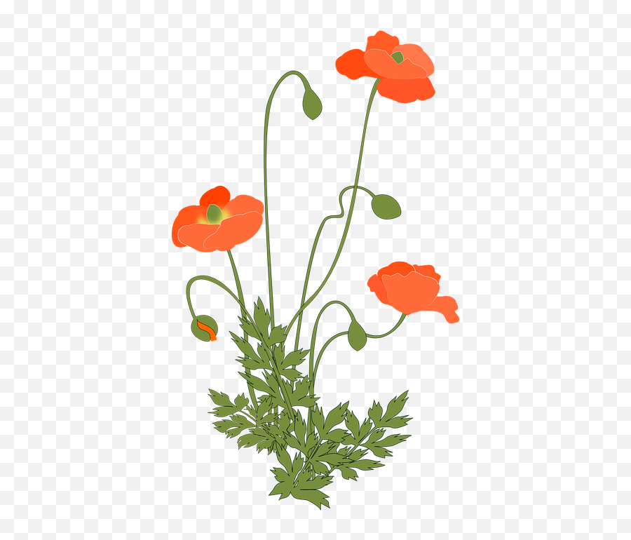 Poppy Corn Flowering Plant - Poppy Plant Png Emoji,Jail Cell Emoji