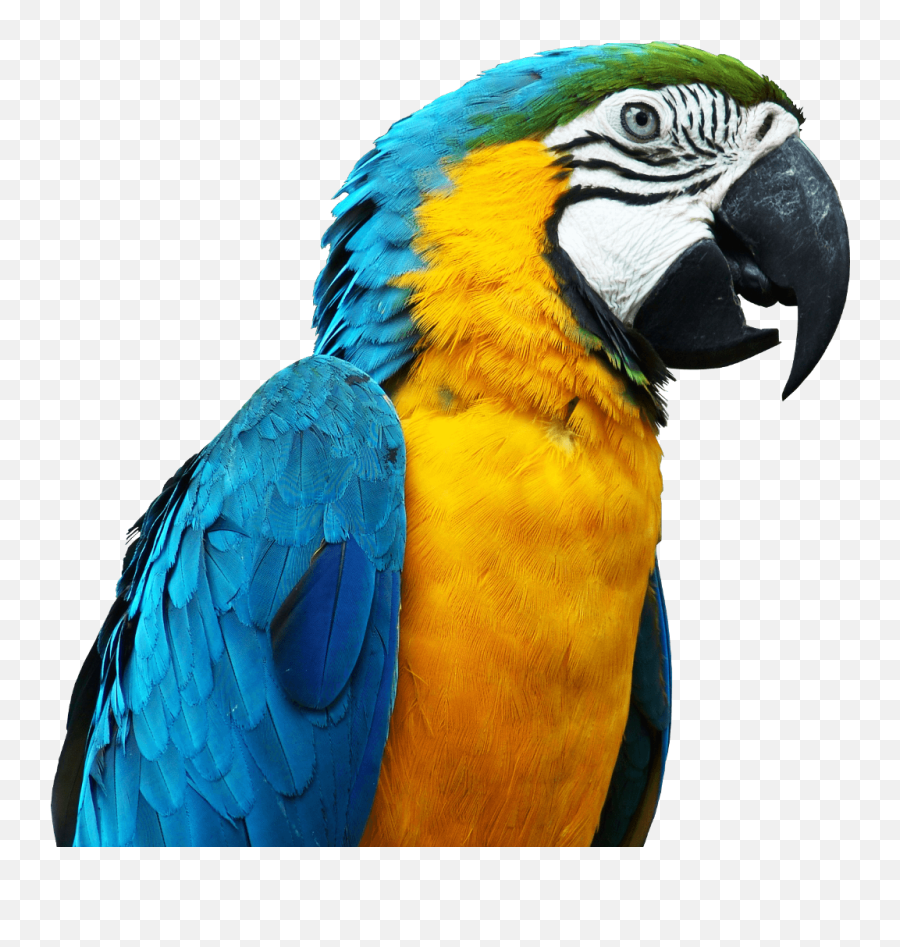 Scparrot Parrot Stickers Edit Edits Png - Macaw Parrot Png Emoji,Parrot Emoji Iphone