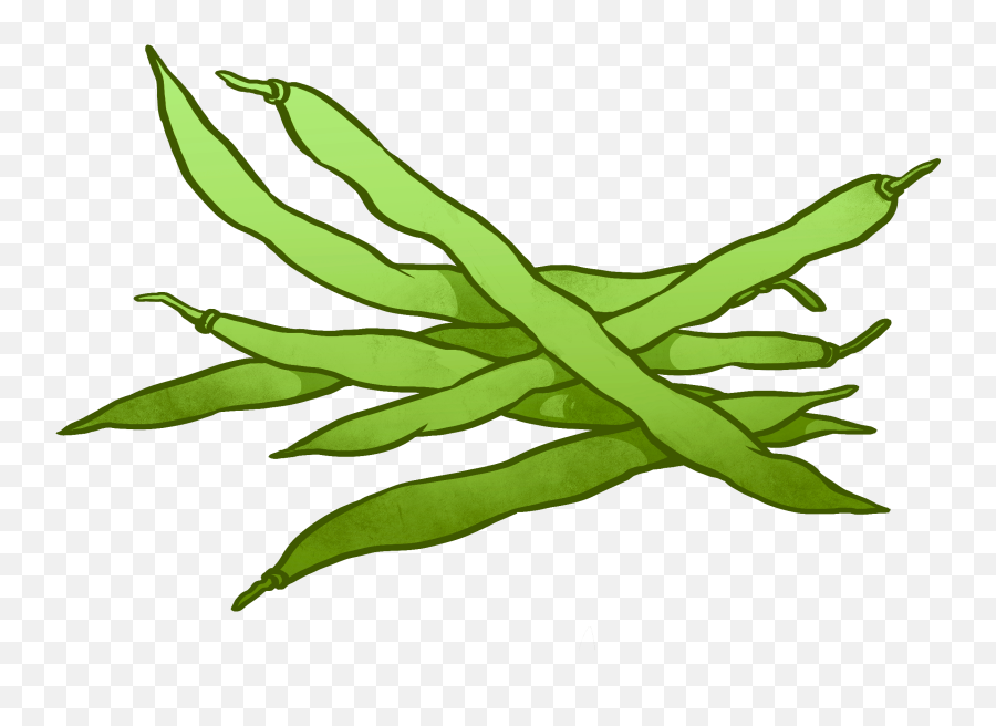 Plant Clipart String Bean Plant String - Green Beans Drawing Easy Emoji,Green Bean Emoji