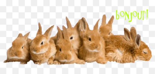 Top Giant Bunny Rabbit Stickers For Android U0026 Ios Gfycat - Brown Bunnies Emoji,Bunny Emoticon