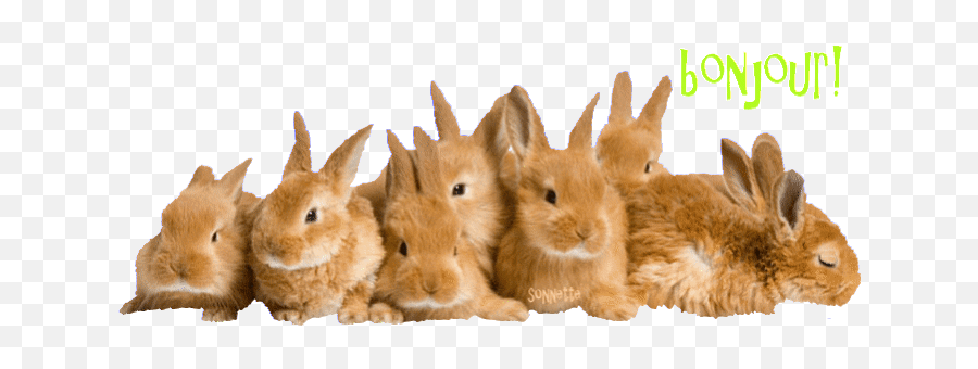 Top Giant Bunny Rabbit Stickers For Android U0026 Ios Gfycat - Brown Bunnies Emoji,Bunny Emoticon