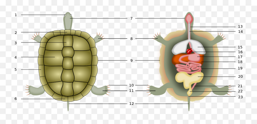 Tortoise Anatomy - Tortoise Emoji,Turtle Skull Emoji