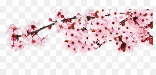 Sakura Png - Japan Cherry Blossom Png Emoji,Sakura Blossom Emoji