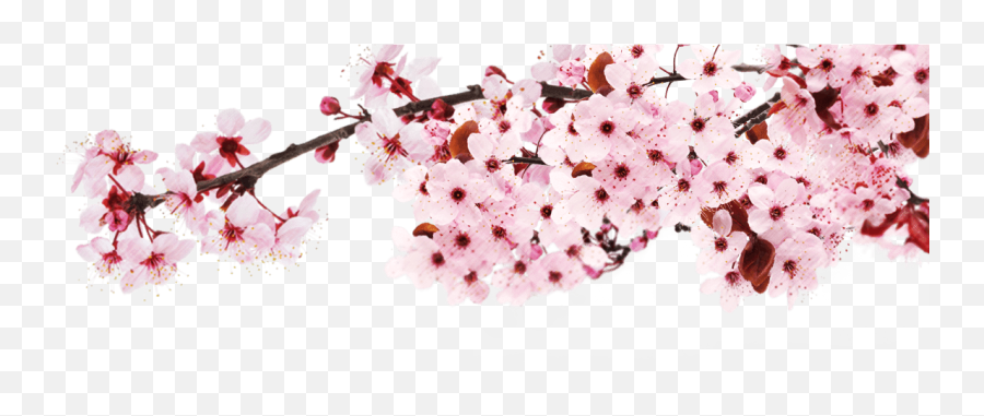 Sakura Png - Japan Cherry Blossom Png Emoji,Sakura Blossom Emoji
