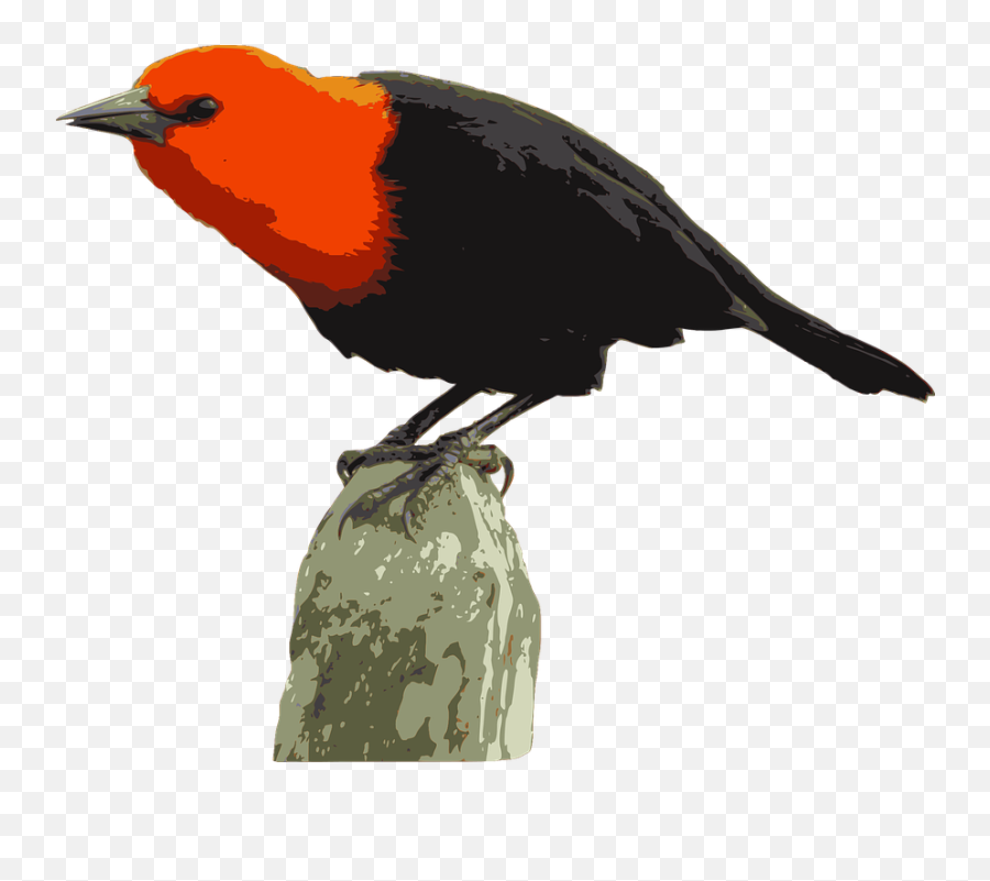 Birds Amblyramphus Holosericeus - Red Winged Blackbird Emoji,Cardinal Bird Emoji