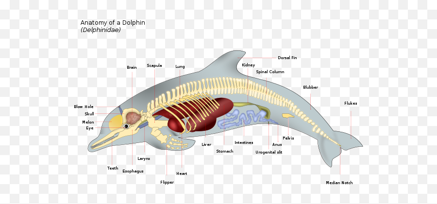 Dolphin Anatomy - Female Dolphin Anatomy Emoji,Heart Eye Emoji Copy