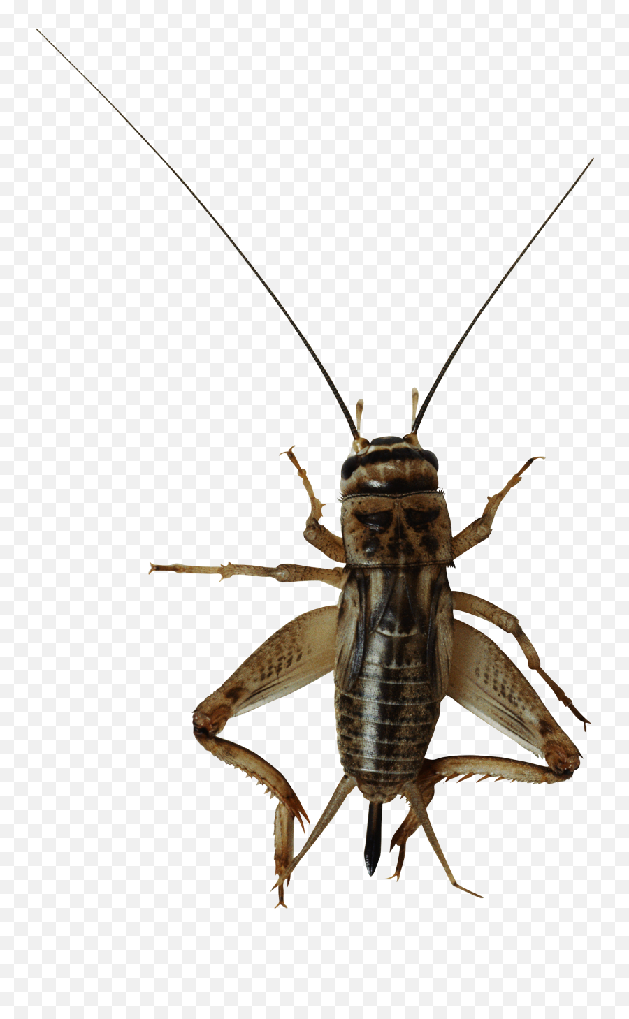 Bug Bugs Insect Cricket Crickets Animal Freetoedit - Cricket Insect Png Emoji,Crickets Emoji
