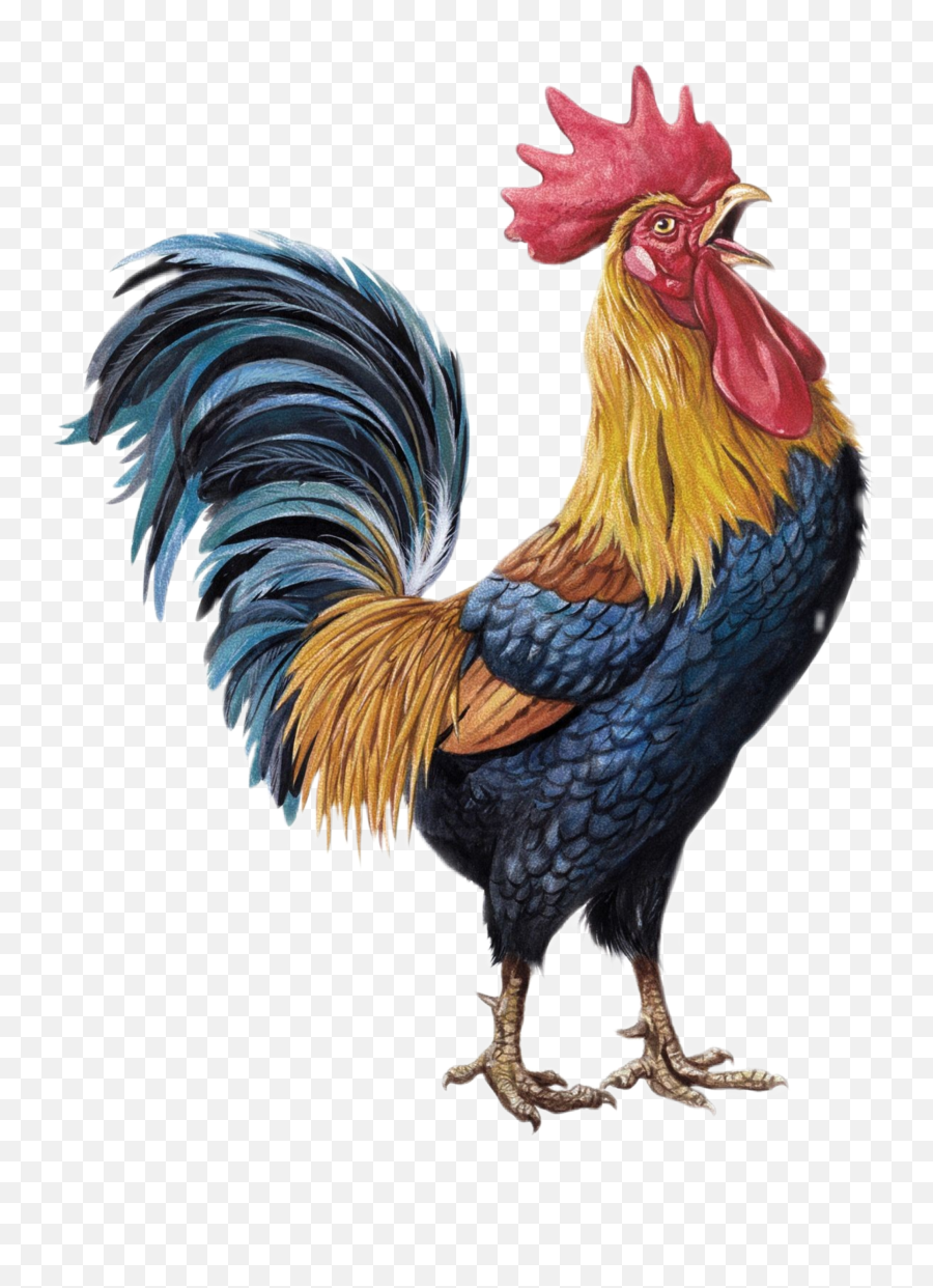 To - Imagenes De Gallos Png Emoji,Hen Emoji