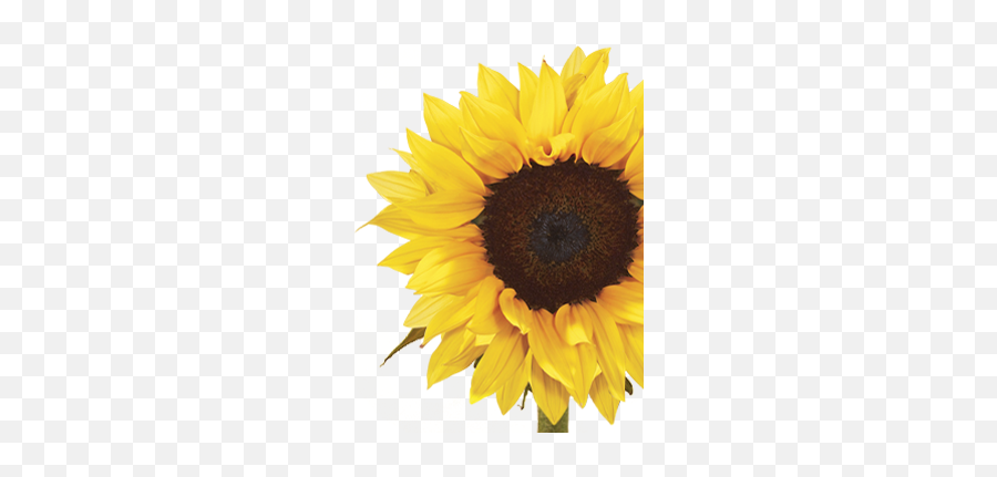 Signification Et Symbolisme Du Tournesol Teleflora - Sunflower Meaning Emoji,Emoticone Signification