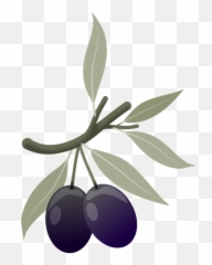 Olives Fruits Plant - Oliven Png Emoji,Four Leaf Clover Emoji