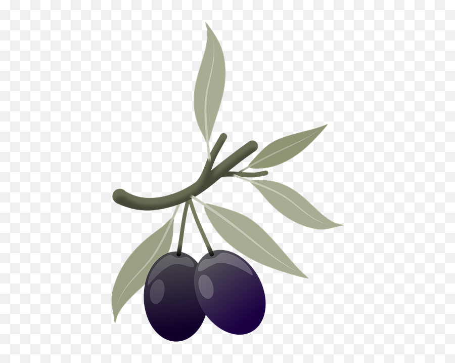 Olives Fruits Plant - Oliven Png Emoji,Four Leaf Clover Emoji