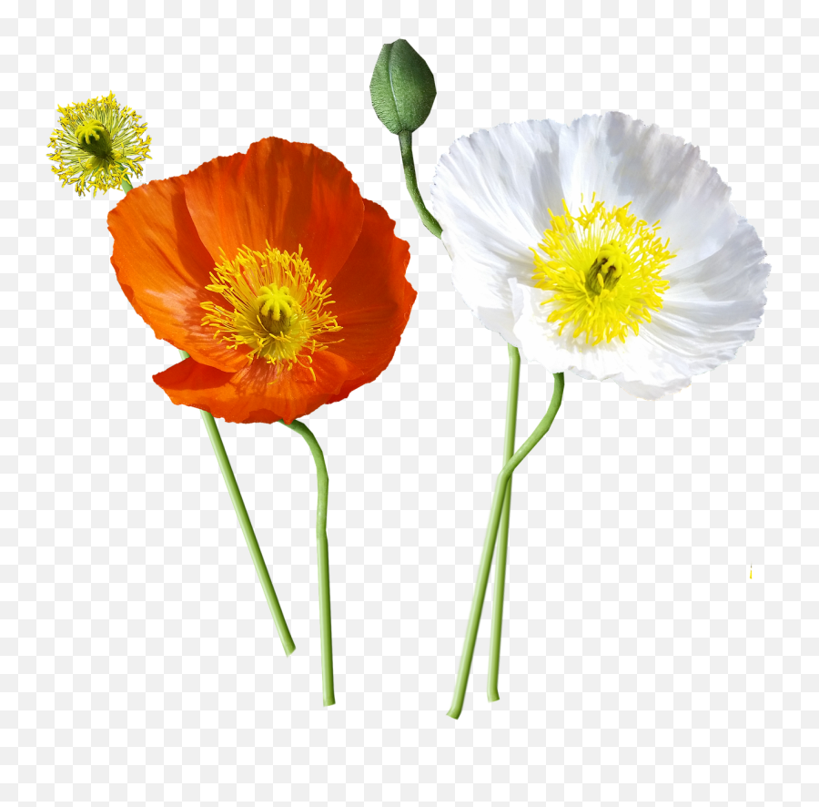 Poppies Iceland Stems Free Pictures Emoji,Emoji Canvas Painting
