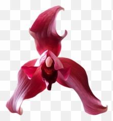 Lycaste Orchid Orchids Flower Flowers - Moth Orchid Emoji,Orchid Emoji
