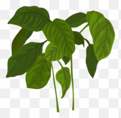Kale Vector Svg Picture - Basil Transparent Emoji,Basil Emoji
