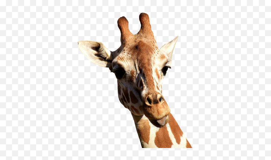 Free Photos Stick Out Tongue Search Download - Needpixcom Canvas Giraffe Prints Emoji,Giraffe Emoji