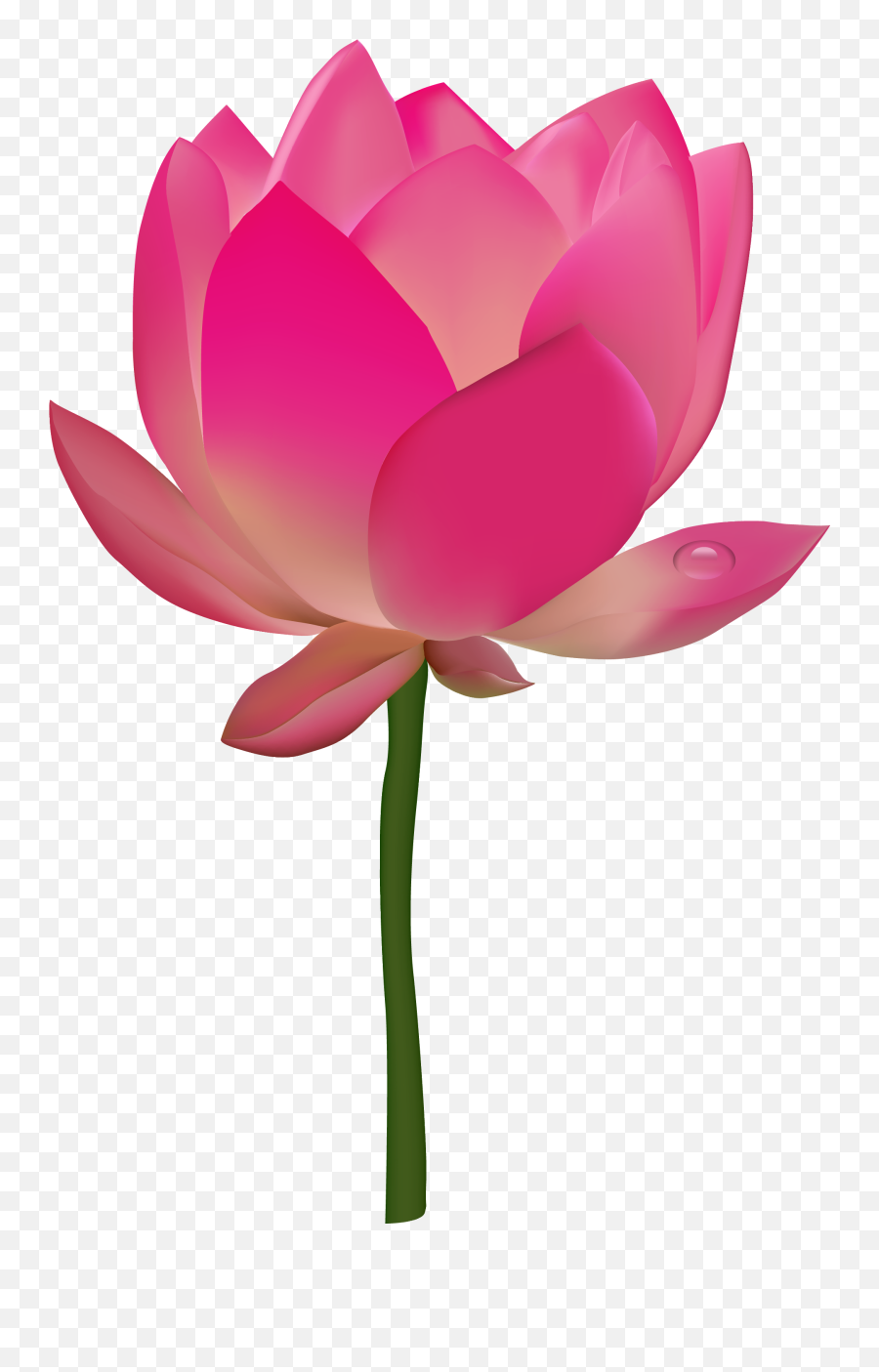 Lotus Flower Graphic Png Transparent - Flower Clipart Transparent Background Emoji,Lotus Flower Emoji