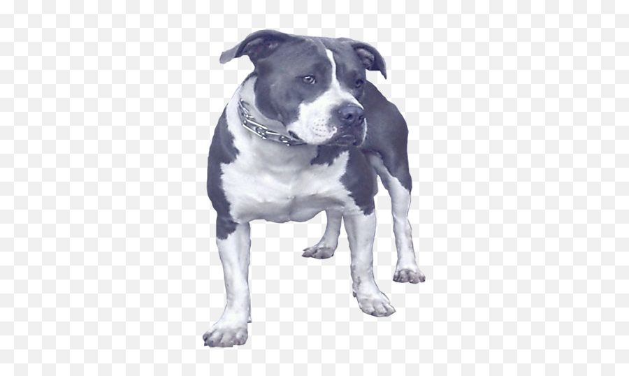 Pitbull Psd Official Psds - Old English Terrier Emoji,Pitbull Emoji