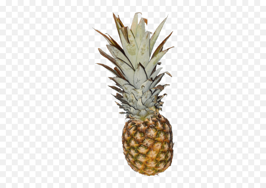 Top Describes Me Stickers For Android U0026 Ios Gfycat - Pineapple Gif Transparent Emoji,What Emoji Describes Me