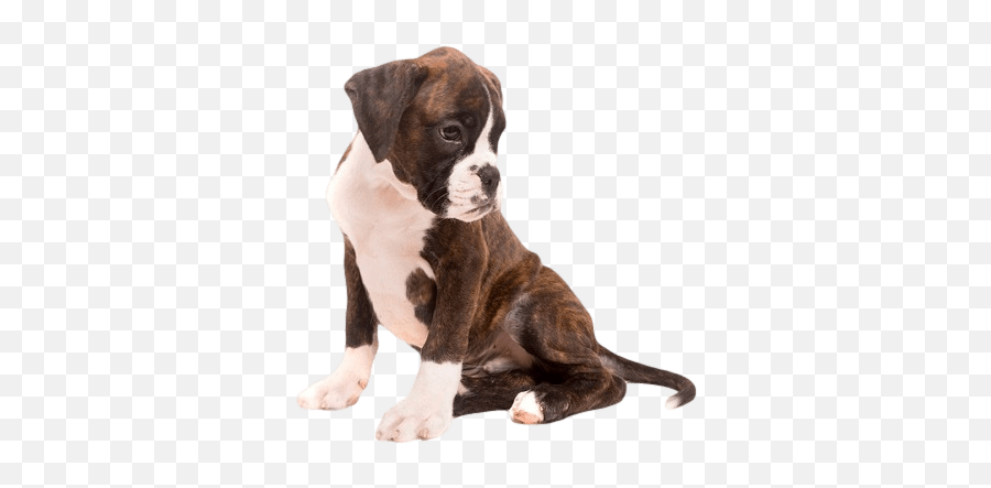 Boxer Puppy Clipart On Transparent - Transparent Boxer Dog Emoji,Boxer Dog Emoji