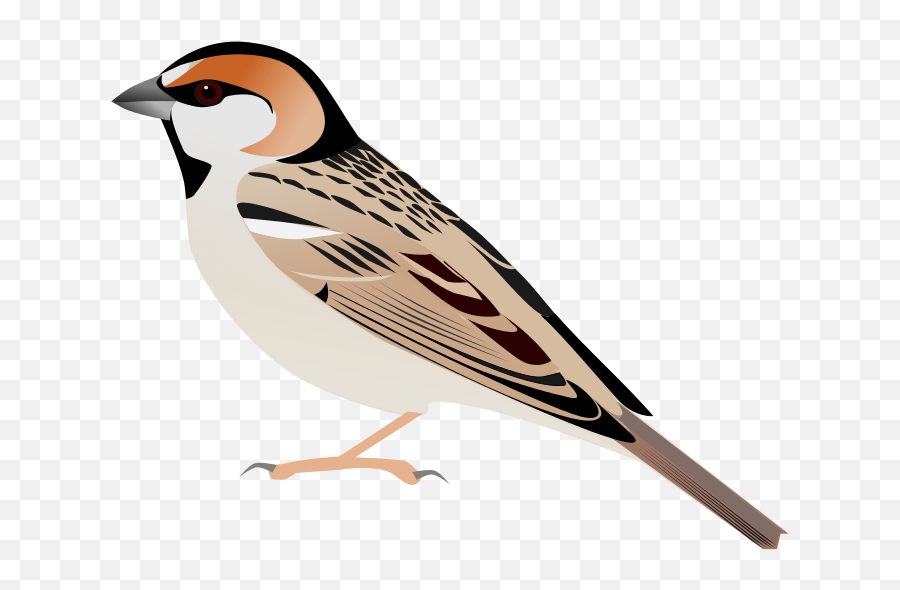 Saxaulsparrownominate - Old World Sparrow Emoji,Cardinal Bird Emoji