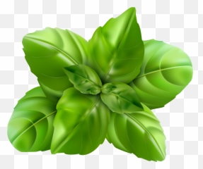 Leaves Clipart Bunch Leaves Leaves - Basil Clipart Png Emoji,Basil Emoji