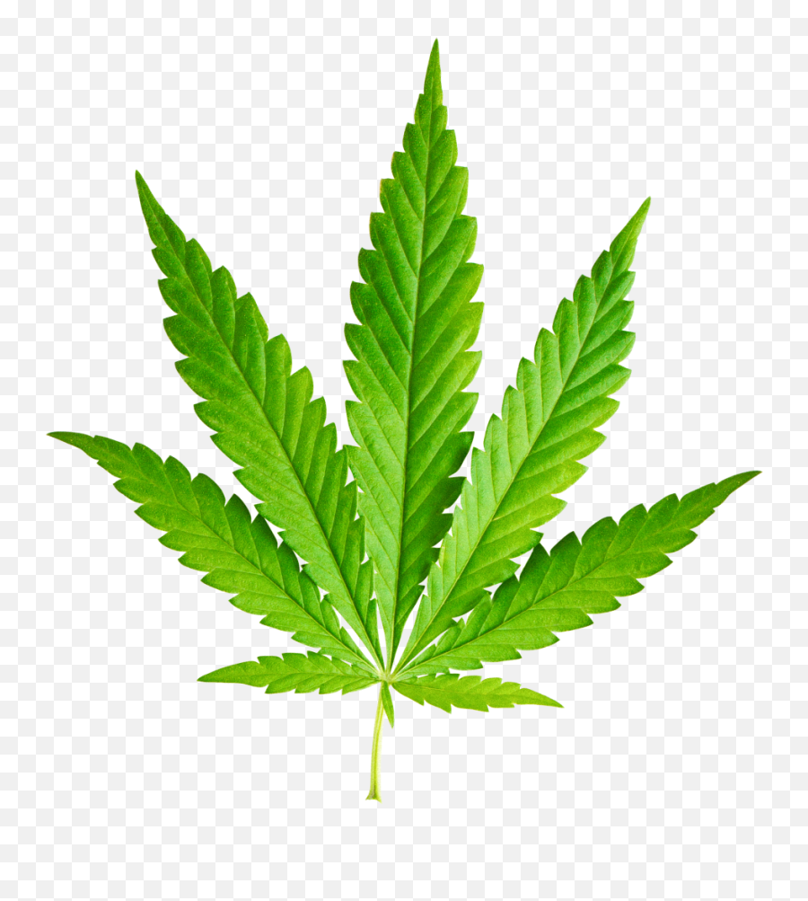 1 800 Teens And 20 - Marihuana Hoja Emoji,Weed Leaf Emoji