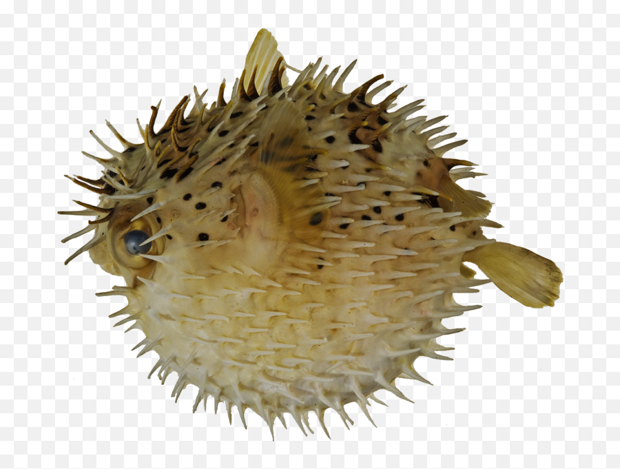 Pufferfish - Puffer Fish Transparent Background Emoji,Puffer Fish Emoji